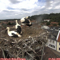 13_50-nest.jpg