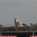 13_55-mast.jpg