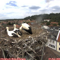 13_55-nest.jpg