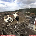 14_00-nest.jpg