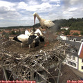 14_05-nest.jpg