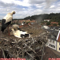 14_10-nest.jpg