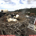 14_15-nest.jpg