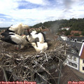 14_20-nest.jpg