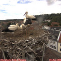 14_25-nest.jpg