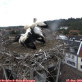 14_30-nest.jpg