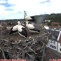 14_35-nest.jpg