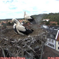14_40-nest.jpg