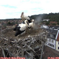 14_45-nest.jpg