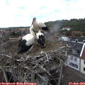 14_50-nest.jpg