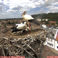 14_55-nest.jpg