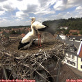 15_00-nest.jpg