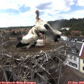 15_05-nest.jpg