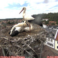 15_10-nest.jpg