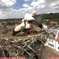 15_15-nest.jpg