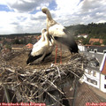 15_20-nest.jpg