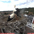 15_25-nest.jpg