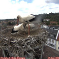 15_30-nest.jpg