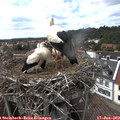 15_35-nest.jpg