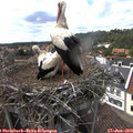 15_40-nest.jpg