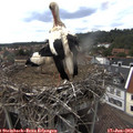 15_45-nest.jpg