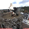 15_50-nest.jpg