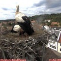 15_55-nest.jpg