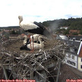 16_00-nest.jpg