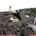 16_05-nest.jpg