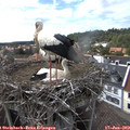 16_10-nest.jpg