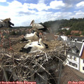 16_15-nest.jpg