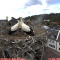 16_25-nest.jpg