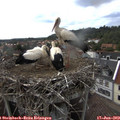 16_30-nest.jpg