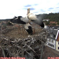 16_35-nest.jpg