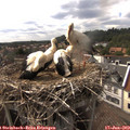 16_40-nest.jpg