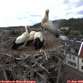 16_45-nest.jpg
