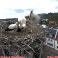 16_50-nest.jpg