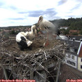 16_55-nest.jpg