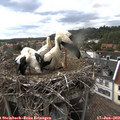 17_00-nest.jpg