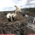 17_05-nest.jpg