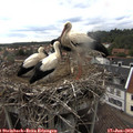 17_10-nest.jpg