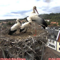 17_15-nest.jpg