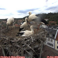 17_20-nest.jpg