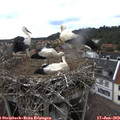 17_25-nest.jpg