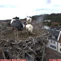 17_30-nest.jpg