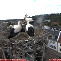 17_35-nest.jpg