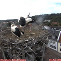 17_40-nest.jpg