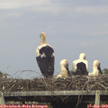 17_45-mast.jpg
