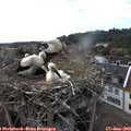 17_45-nest.jpg