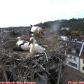17_50-nest.jpg